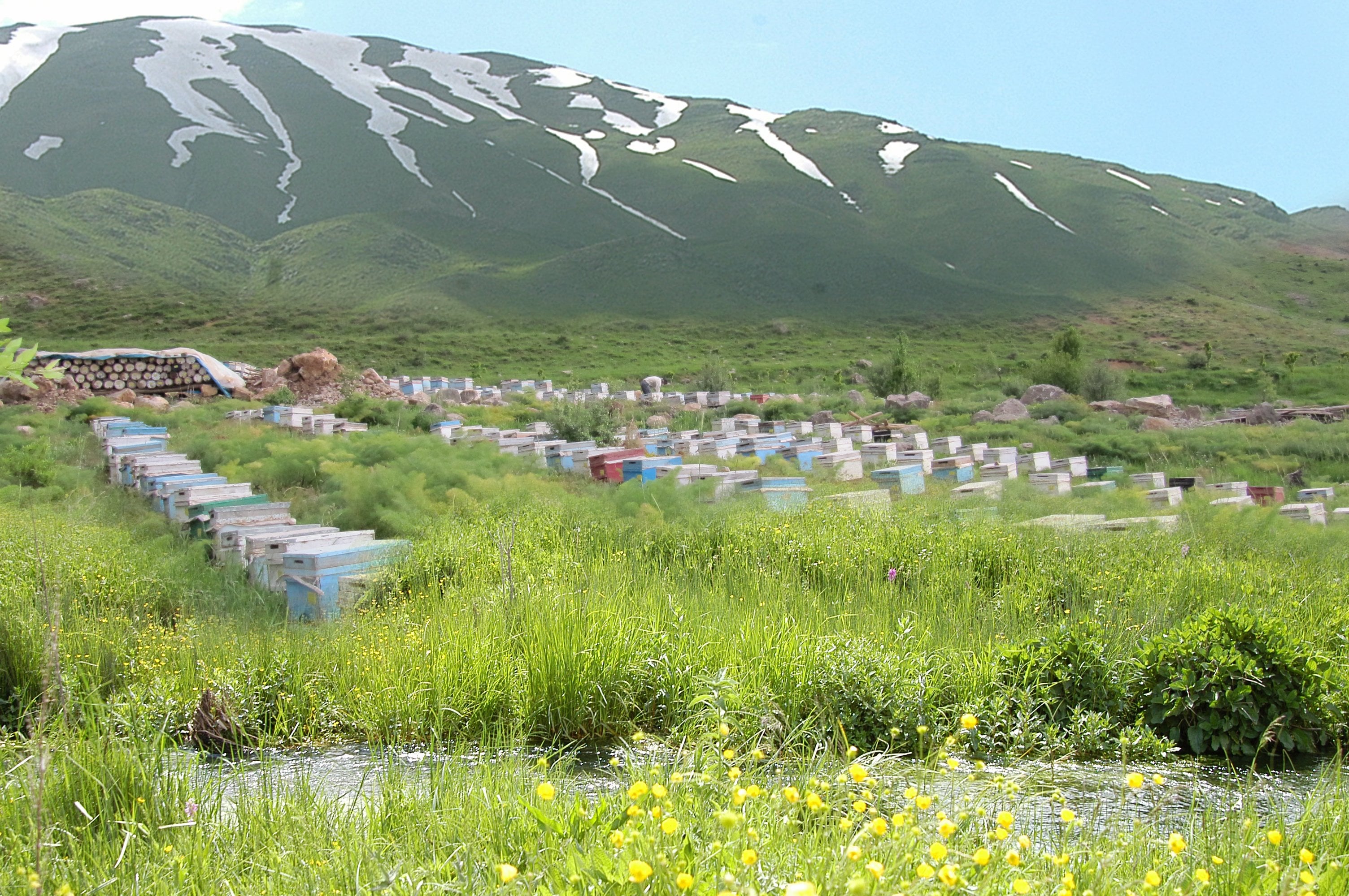 Hizan Bal