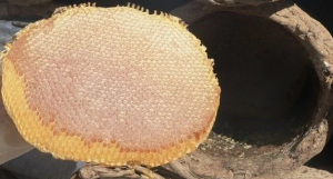 DOĞAL KARAKOVAN  BALI (1.200 kg)