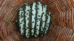 DOĞAL KARAKOVAN SÜZME BALI (1 Kg)